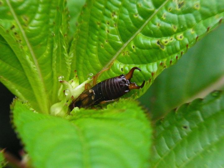 What is a home remedy to get rid of earwigs?
